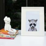 Jerry the Racoon - Image 5