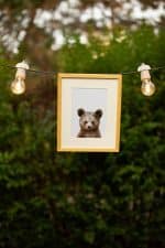 Paul the Bear - Image 2