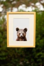 Paul the Bear - Image 3