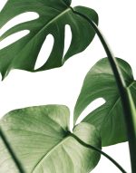 Tropical Leaf - Image 2